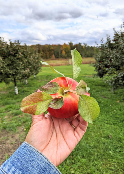 Where to go apple picking near Montreal