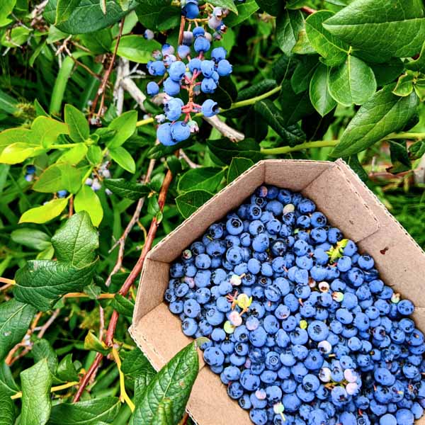 Where to go blueberry picking in Quebec