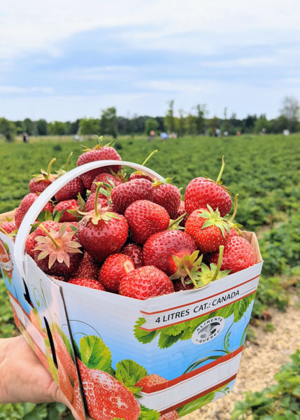 Where to go strawberry picking in Quebec